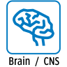Brain / CNS
