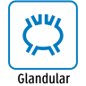 Glandular